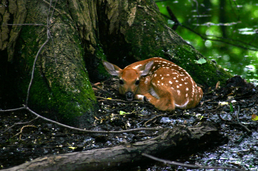 Whitetail Fawn