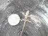 lizard with dime