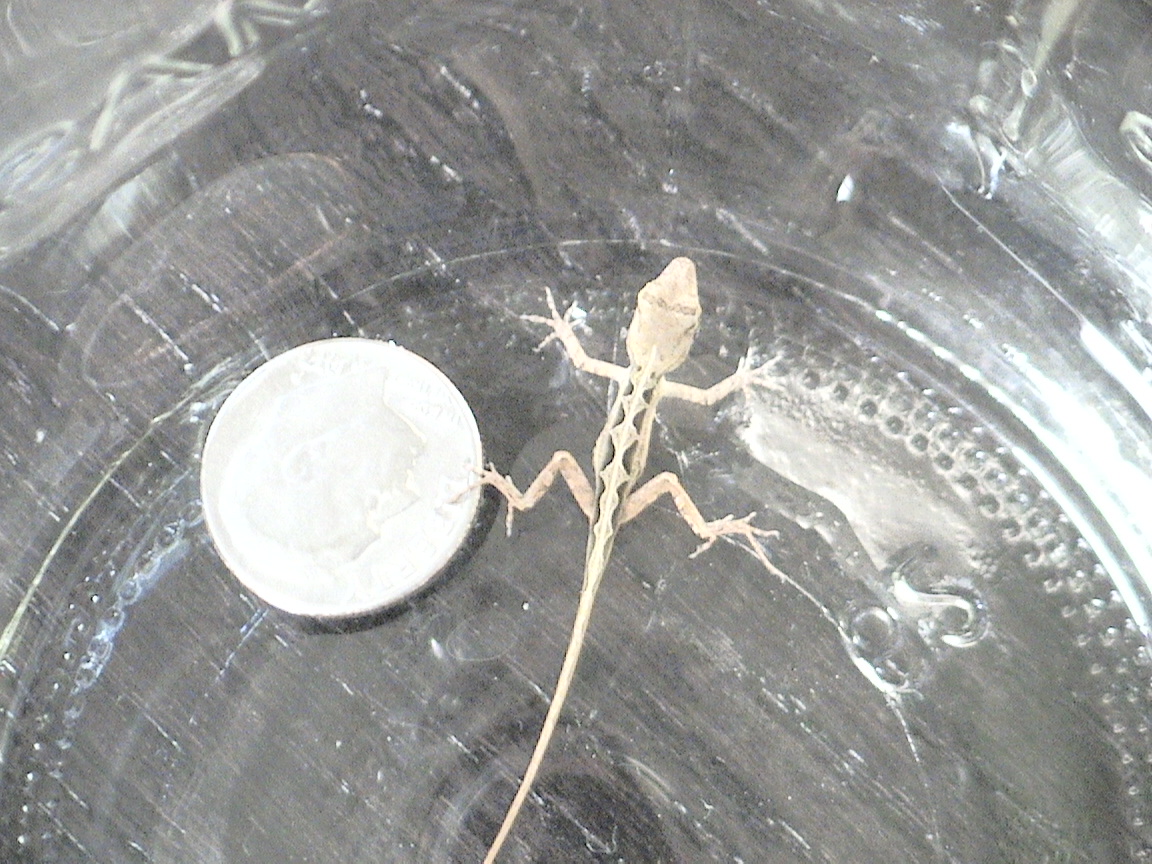 lizard with dime
