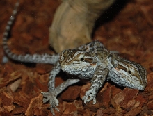 2 headed beardie