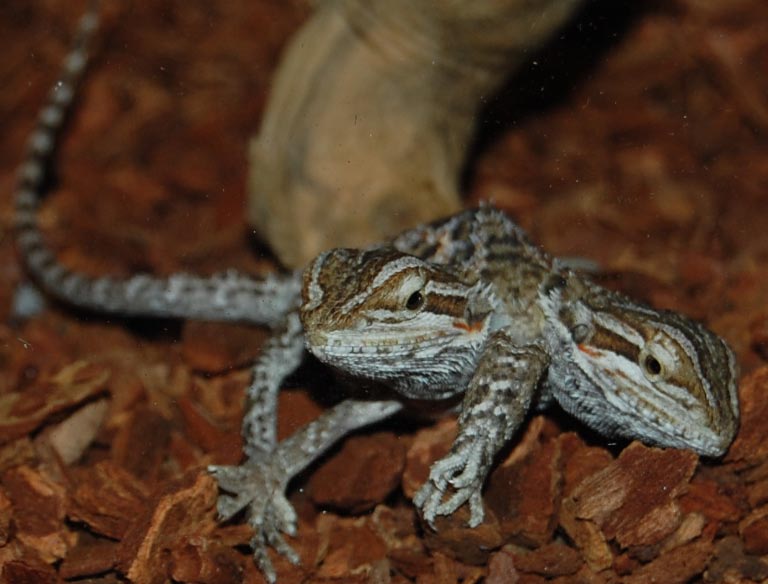 2 headed beardie