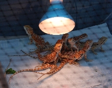 Baby  beardies