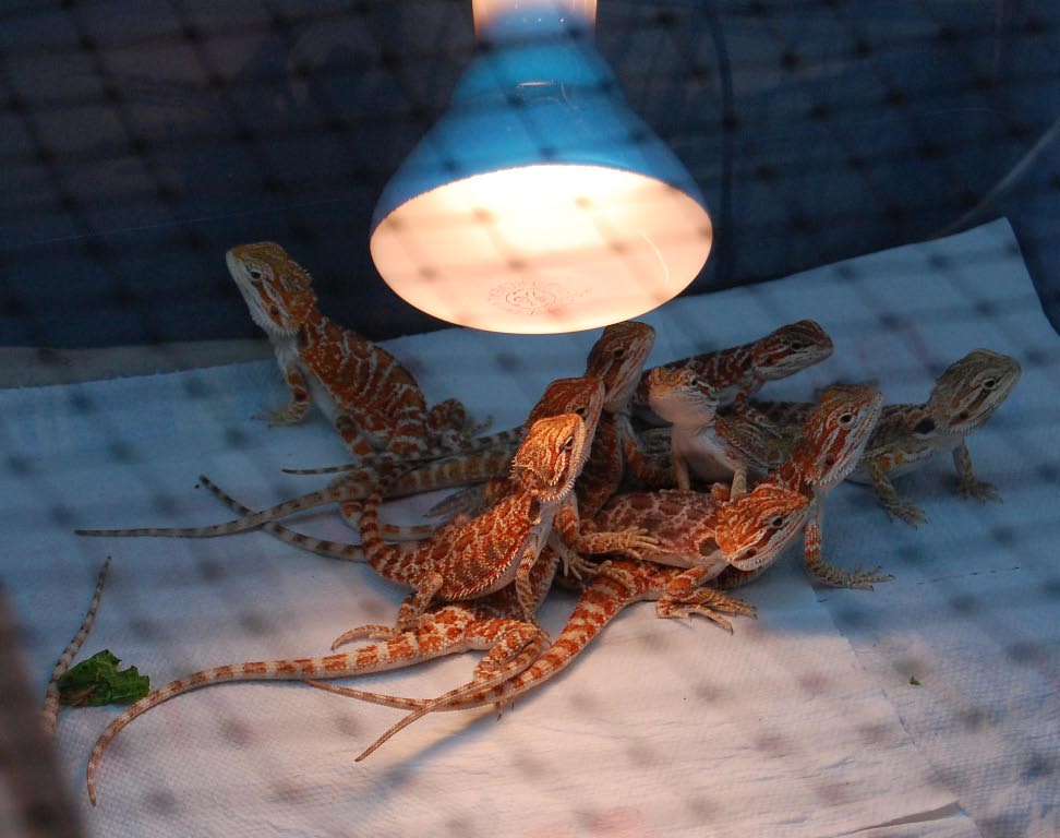 Baby  beardies