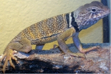 Bugsy07