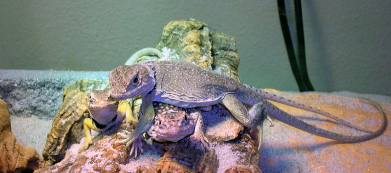 Bugsy, Thelma, & Louise