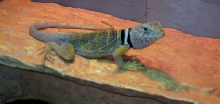 Bugsy