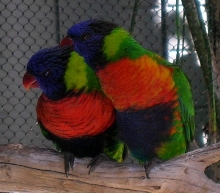 Long Beach Aquarium LoriKeets