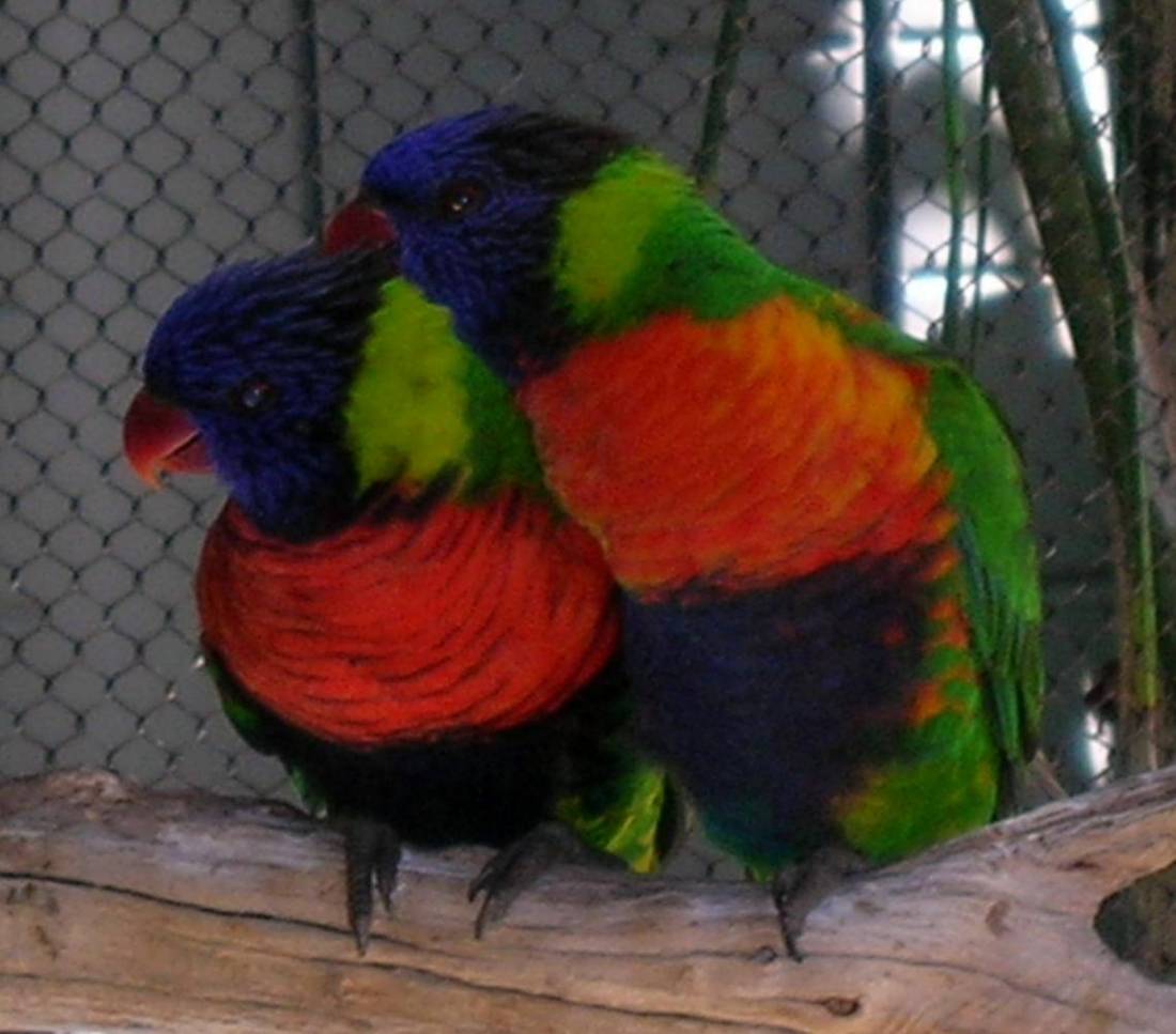 Long Beach Aquarium LoriKeets