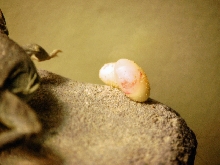 Thelma's 1st eggs