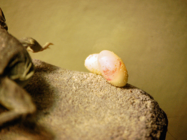 Thelma's 1st eggs