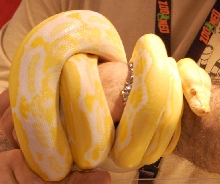Snake