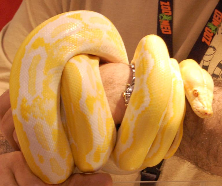 Snake