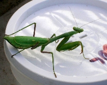 Released Praying Mantis