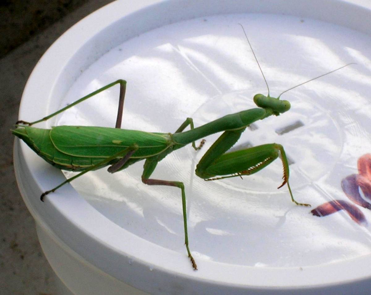 Released Praying Mantis