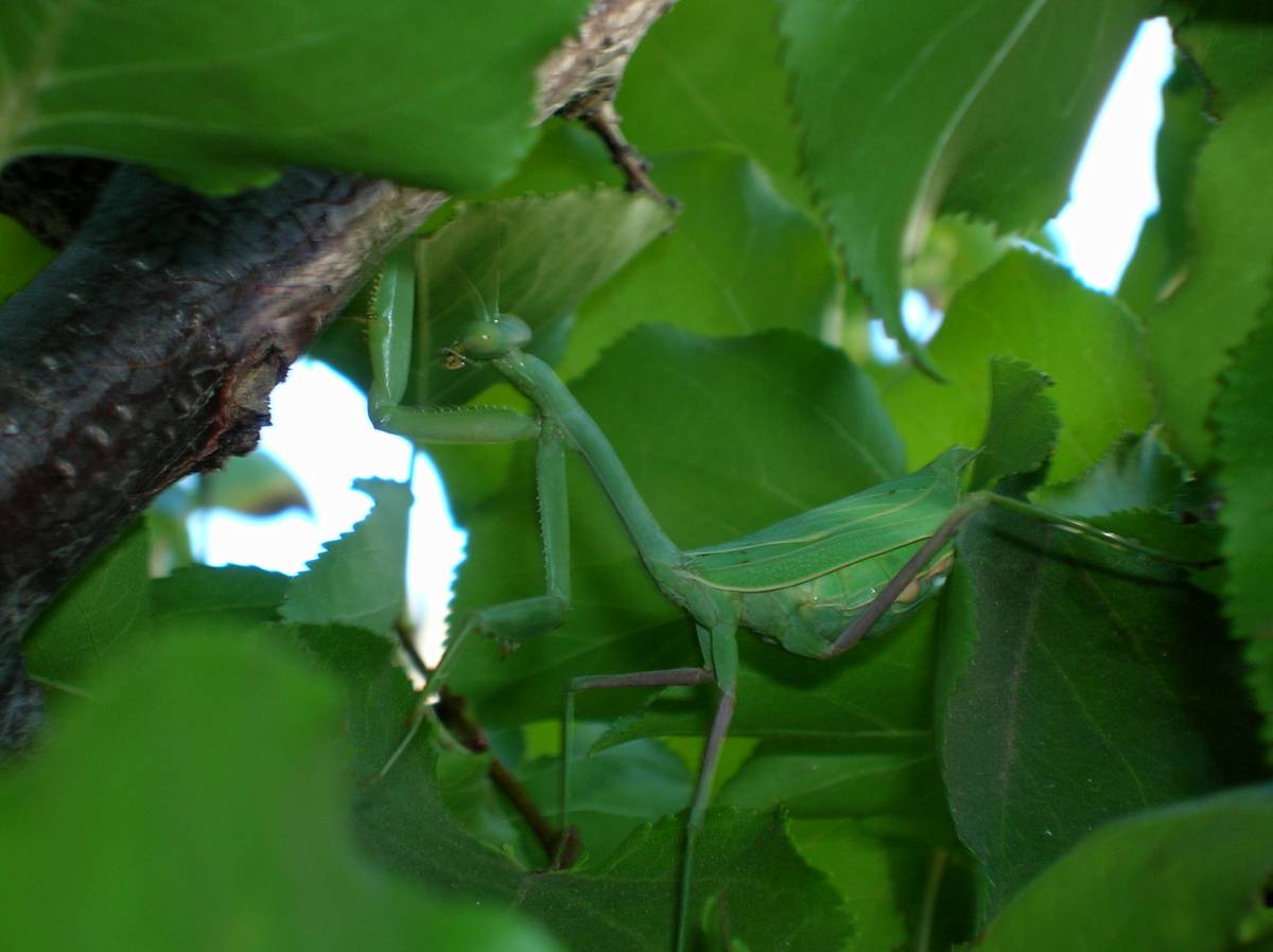 Release praying mantis in apricot tree