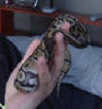 lazlo