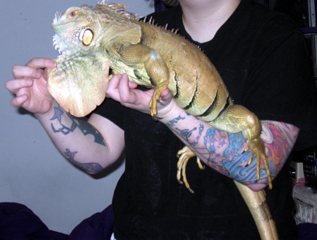 green big male iguana rescue
