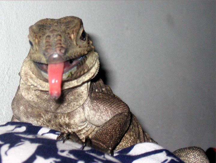 RHINO TONGUE!