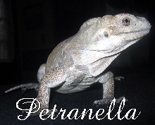 Cornutafull! Petranella 7 Months