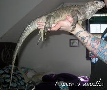 Cyclura Cornuta 1 year 5 months.