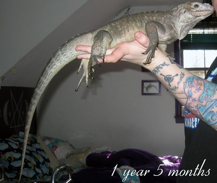 Cyclura Cornuta 1 year 5 months.