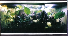 30 gallon treefrog tank