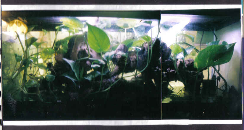 30 gallon treefrog tank