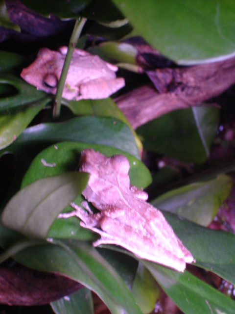 polypedates colletti