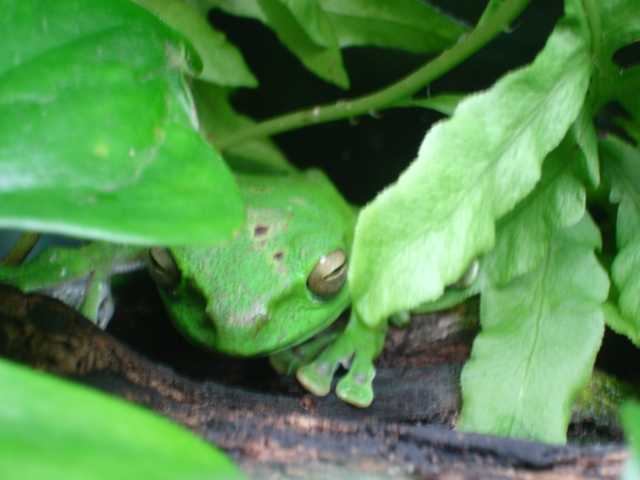 polypedates sp?
