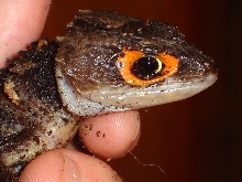 Triblonotus gracilis