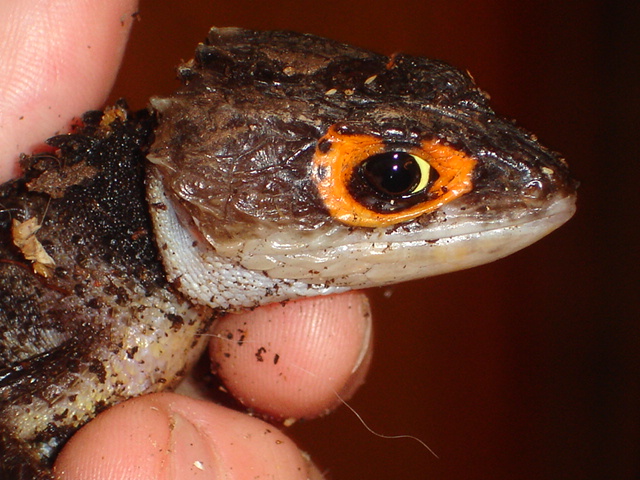 Triblonotus gracilis