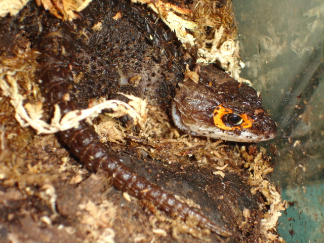 Triblonotus gracilis