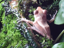 polypedates colletti