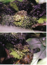 Mossy treefrogs