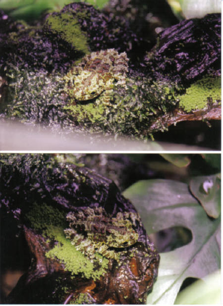 Mossy treefrogs