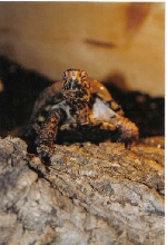 agent orange posing