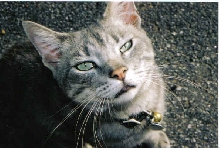 The photogenic Mr. Ripley