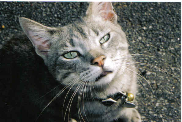 The photogenic Mr. Ripley