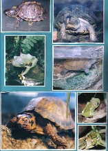 Collage