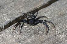 ?? Spider