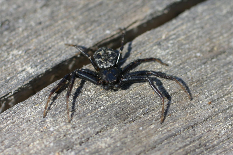?? Spider
