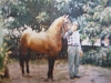 Canario II