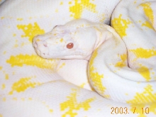Albino T-  Retic  ( Owned By  Living  Fossils )