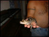 American Alligator 1
