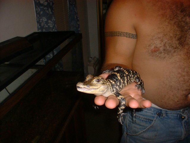 American Alligator 1