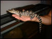 American Alligator 2