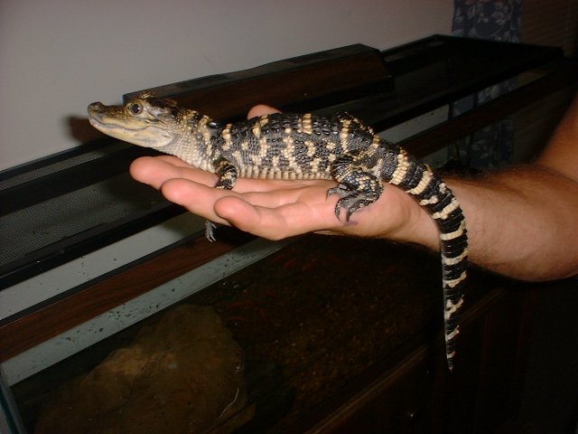 American Alligator 2