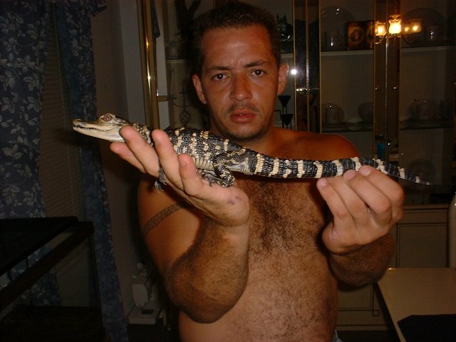 American Alligator 3