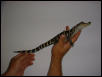 American Alligator 4