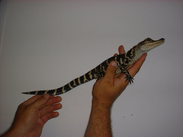 American Alligator 4